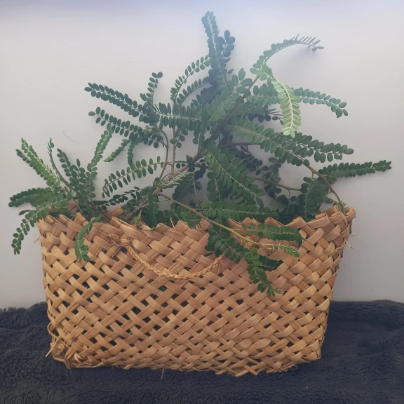 A kete (basket) holding ferns