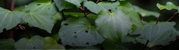 Close-up image of kawakawa leaves, some of which have holes