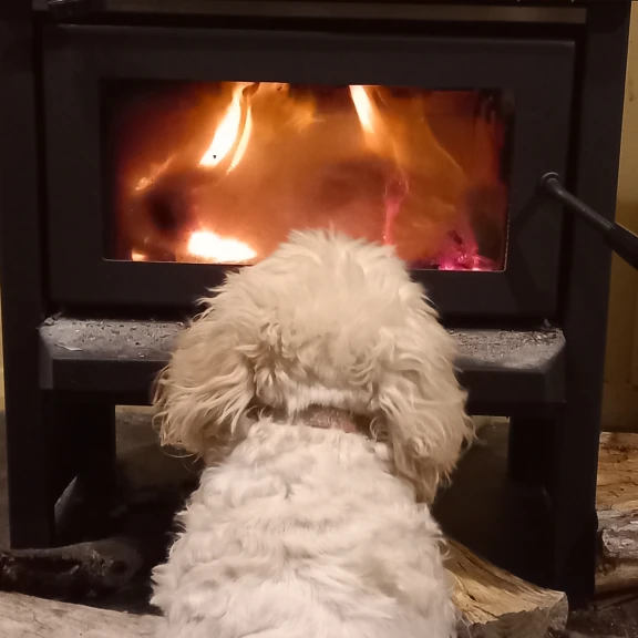 Small, fluffy white dog staring into a fireplace