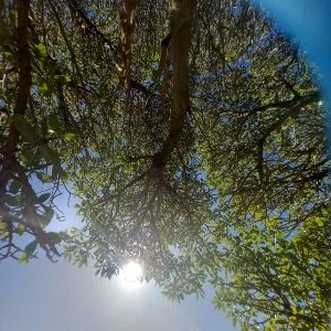 laying under the tree sml