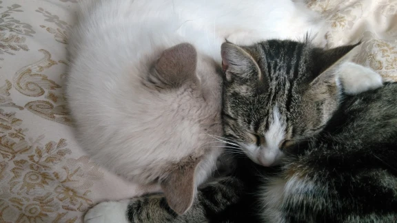 Two cats cuddling